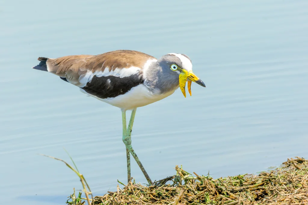 白头麦鸡(Vanellus albiceps)