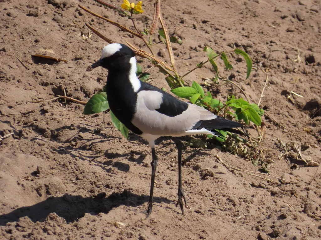 黑背麦鸡(Vanellus armatus)