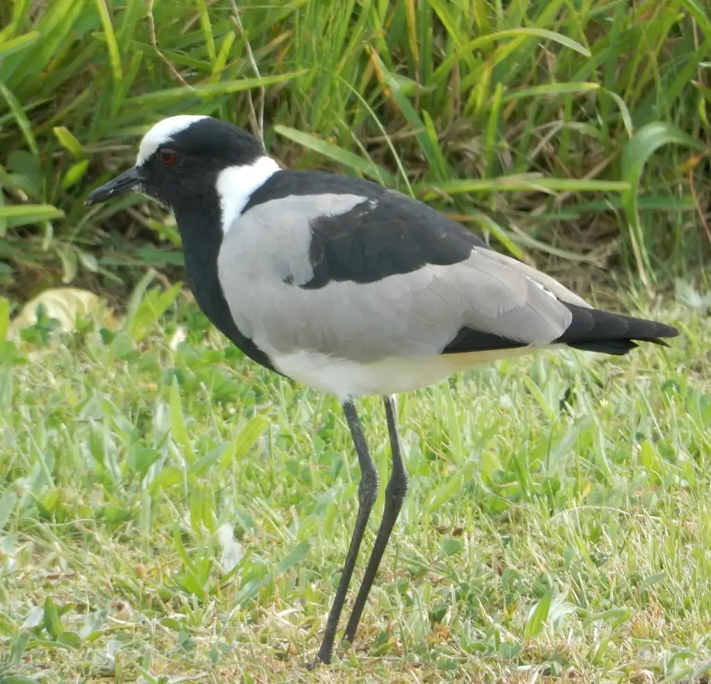 黑背麦鸡(Vanellus armatus)