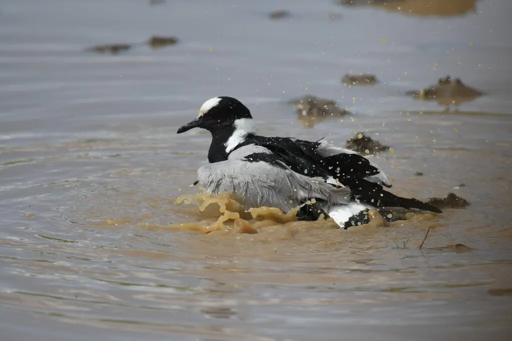 黑背麦鸡(Vanellus armatus)