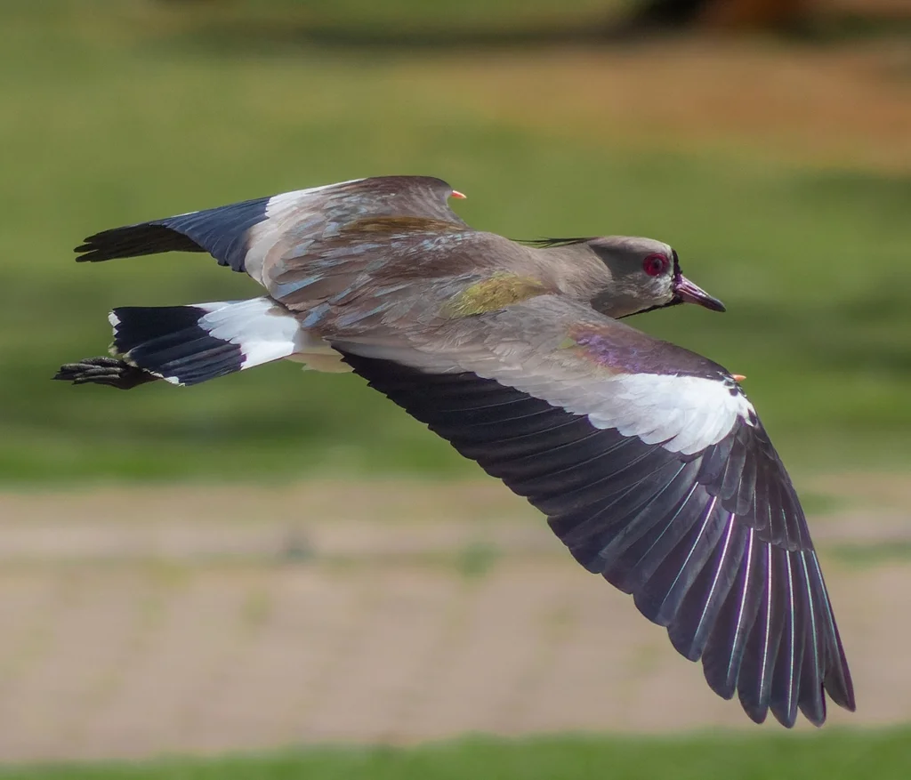凤头距翅麦鸡(Vanellus chilensis)