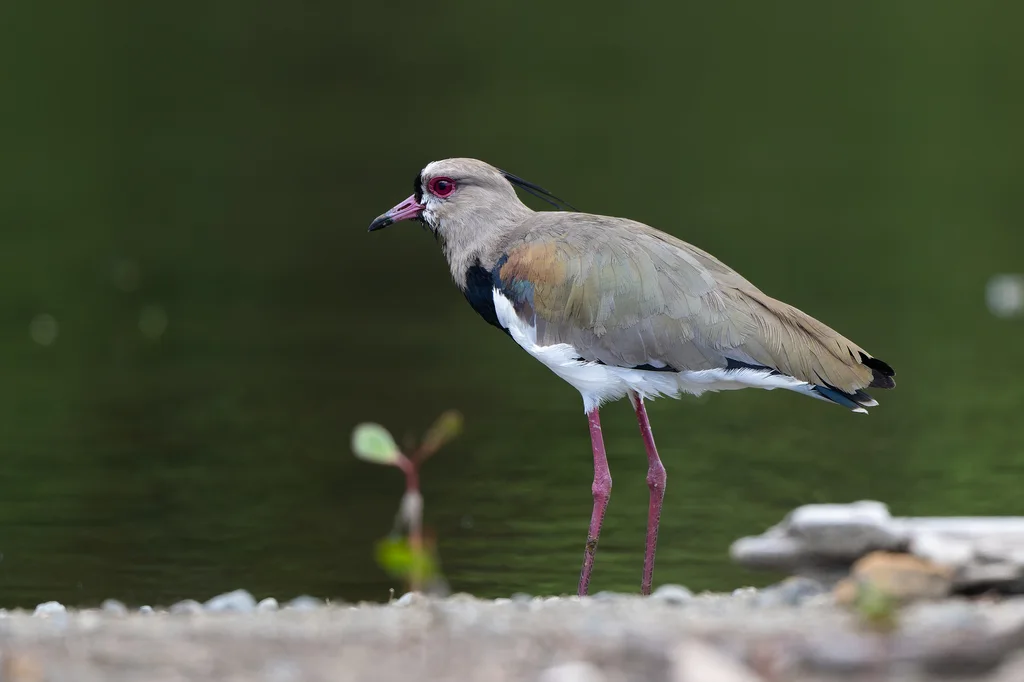 凤头距翅麦鸡(Vanellus chilensis)