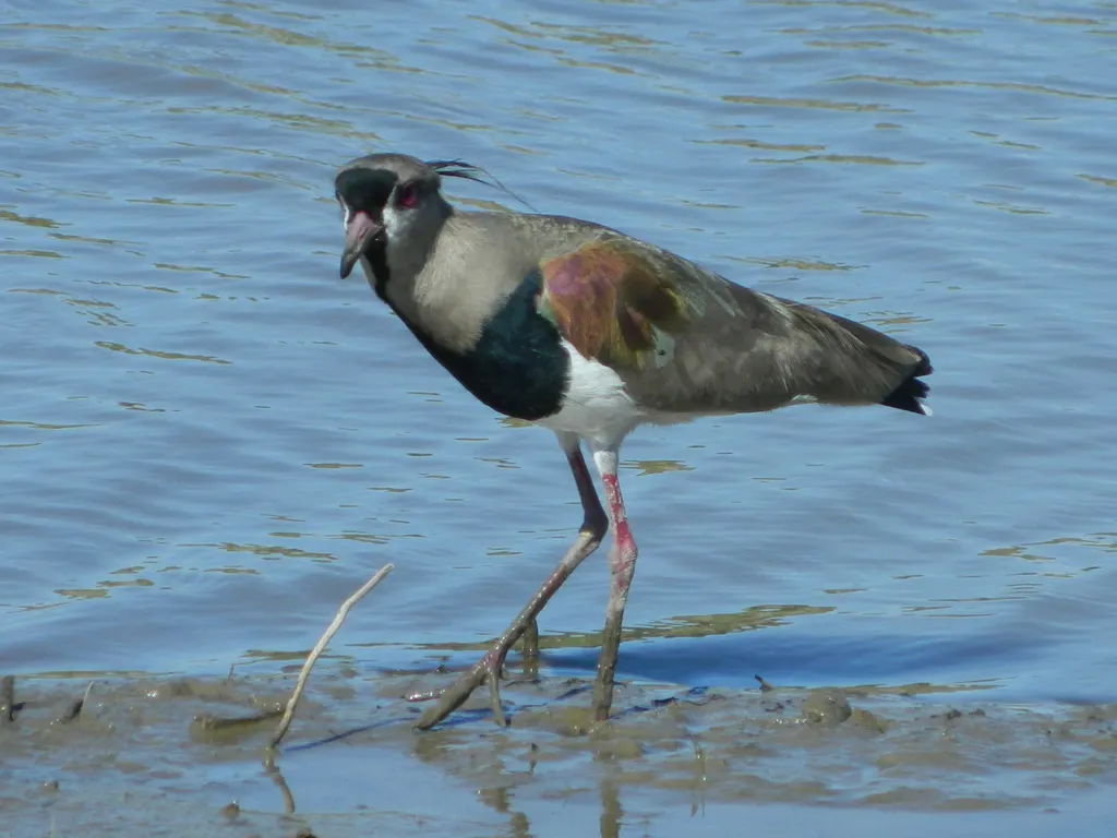 凤头距翅麦鸡(Vanellus chilensis)