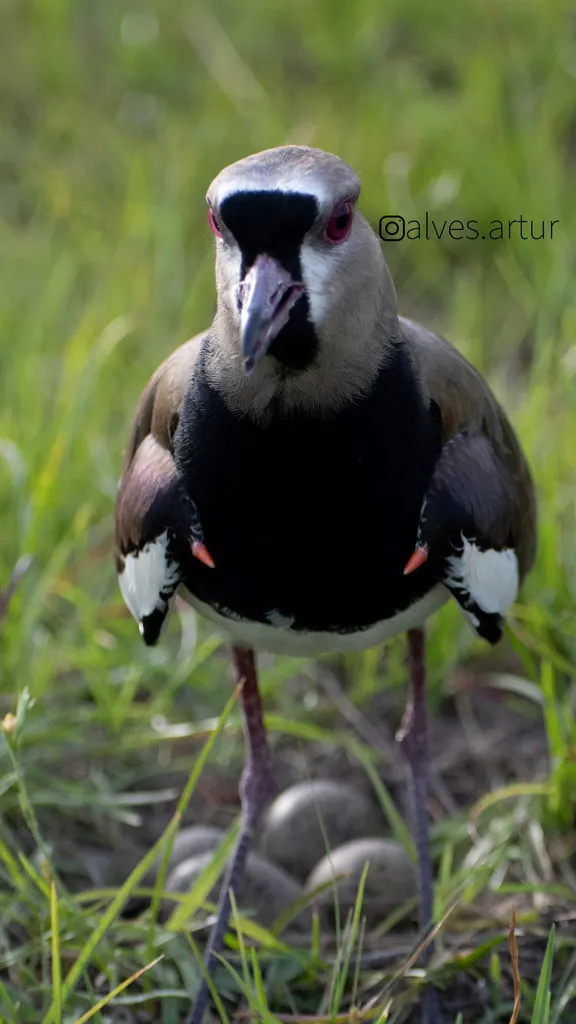 凤头距翅麦鸡(Vanellus chilensis)