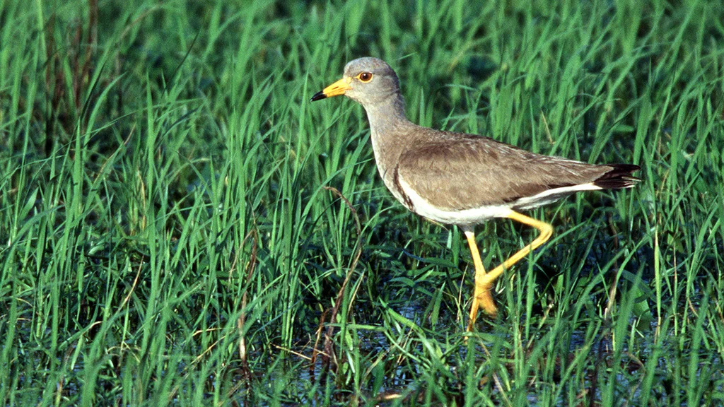 灰头麦鸡(Vanellus cinereus)