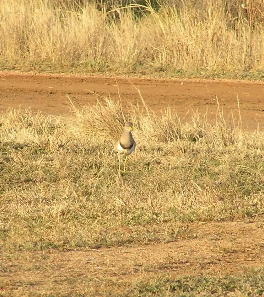 灰头麦鸡(Vanellus cinereus)