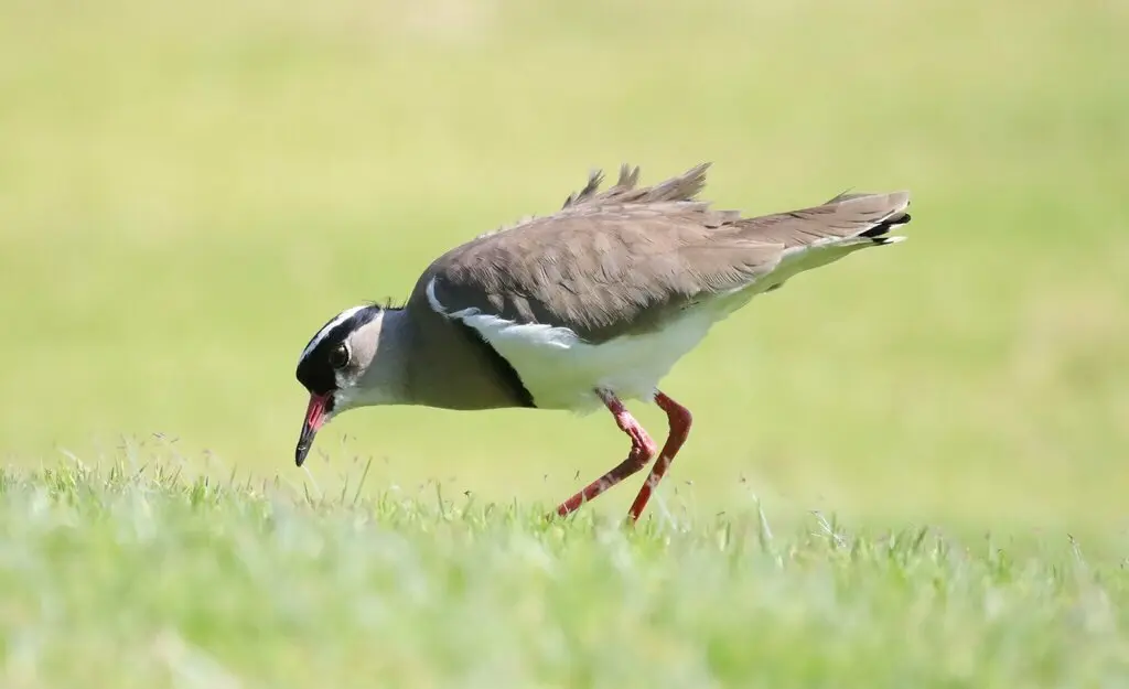 冕麦鸡(Vanellus coronatus)
