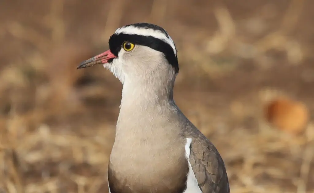 冕麦鸡(Vanellus coronatus)