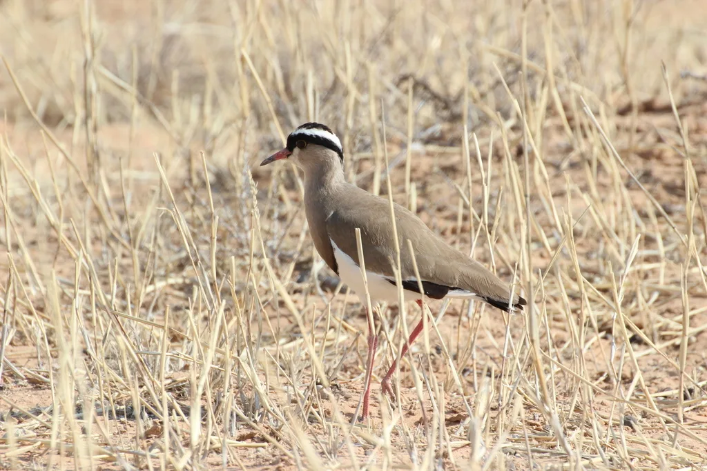 冕麦鸡(Vanellus coronatus)