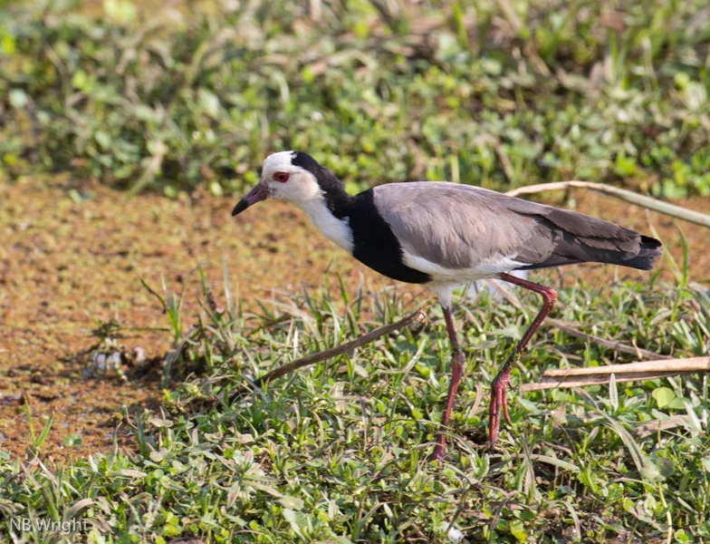 长趾麦鸡(Vanellus crassirostris)