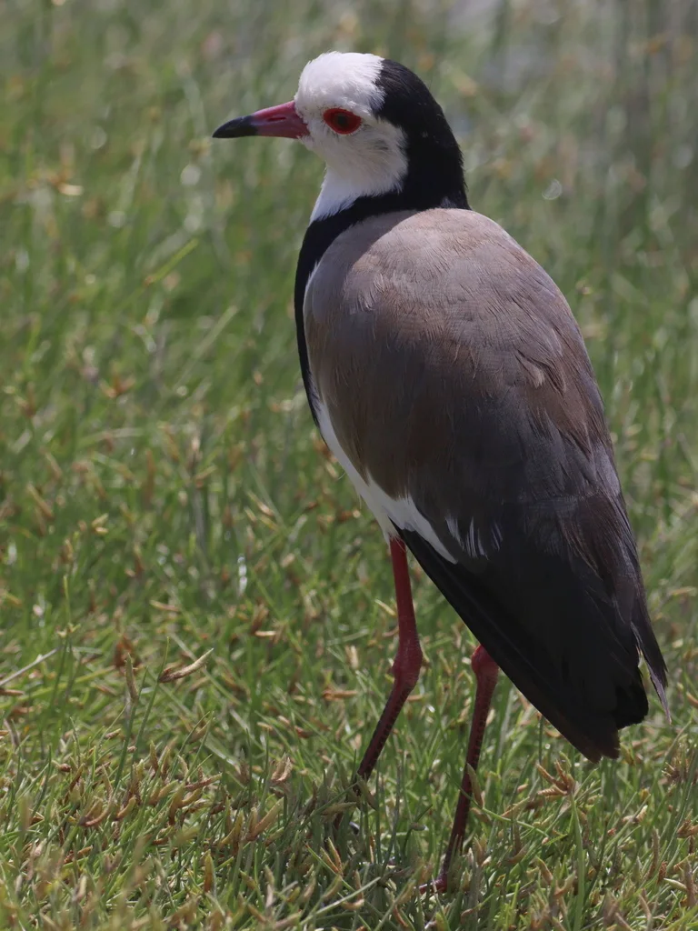 长趾麦鸡(Vanellus crassirostris)