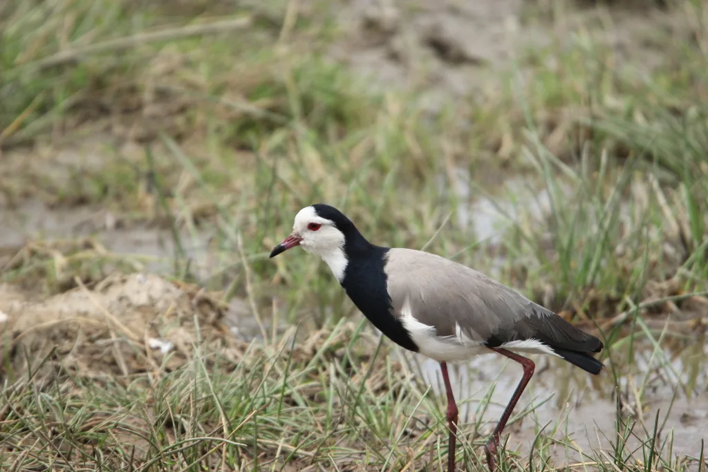 长趾麦鸡(Vanellus crassirostris)