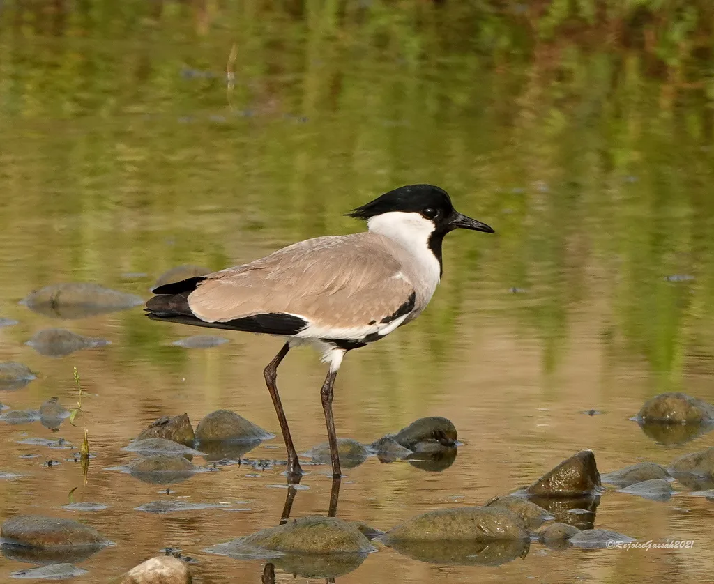 距翅麦鸡(Vanellus duvaucelii)