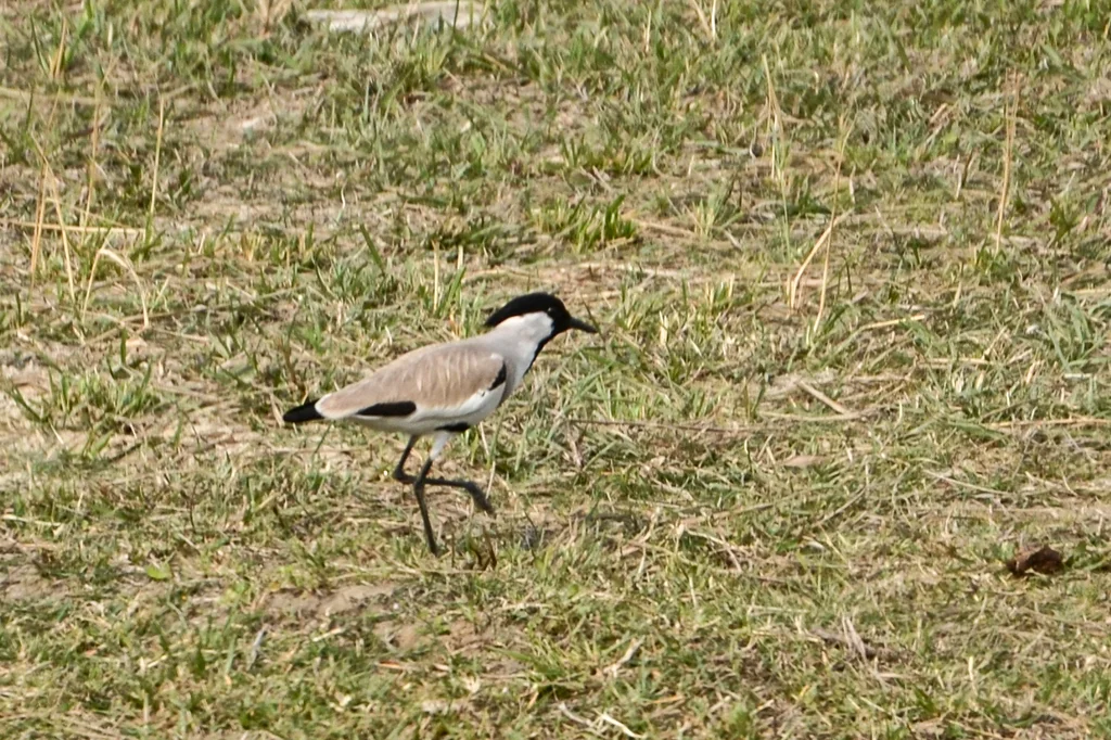距翅麦鸡(Vanellus duvaucelii)