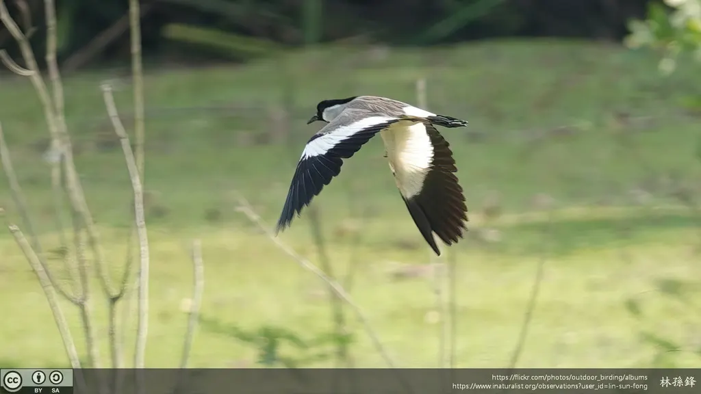 距翅麦鸡(Vanellus duvaucelii)