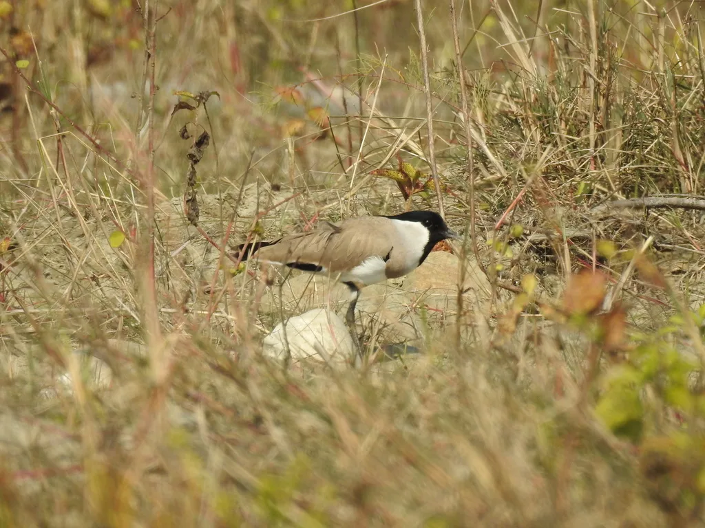 距翅麦鸡(Vanellus duvaucelii)