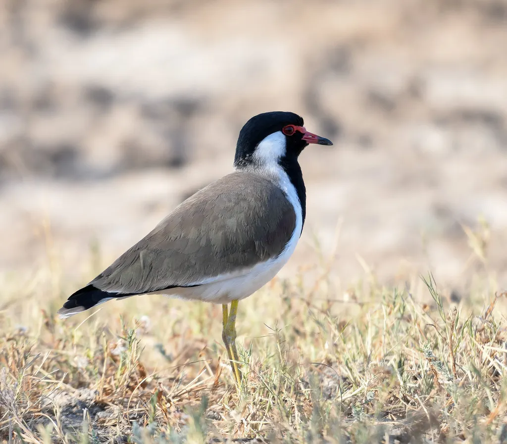 肉垂麦鸡(Vanellus indicus)