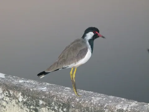 肉垂麦鸡