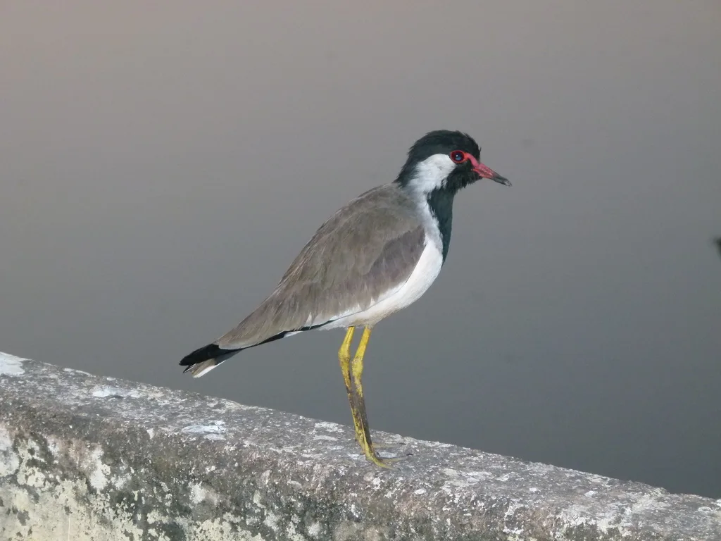 肉垂麦鸡(Vanellus indicus)