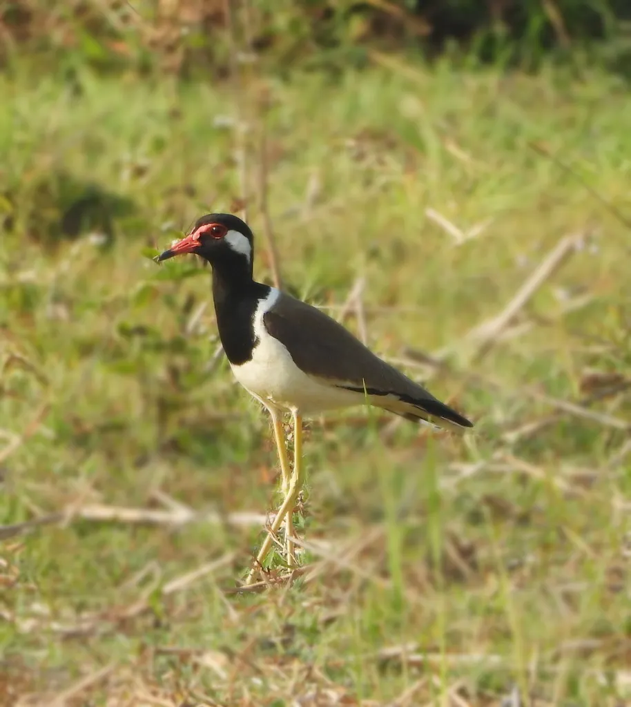 肉垂麦鸡(Vanellus indicus)