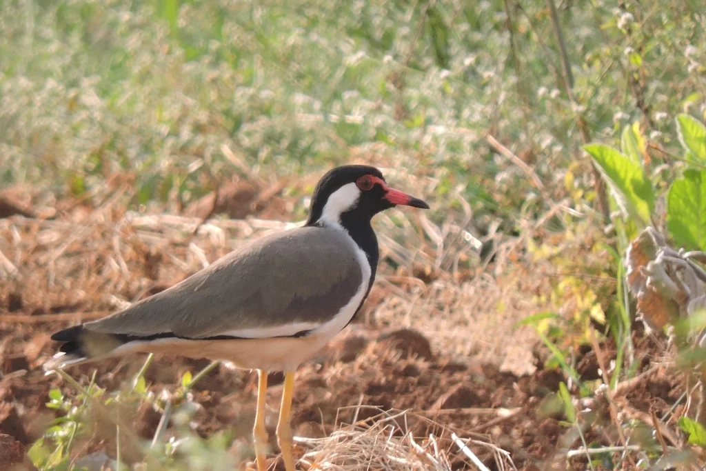 肉垂麦鸡(Vanellus indicus)