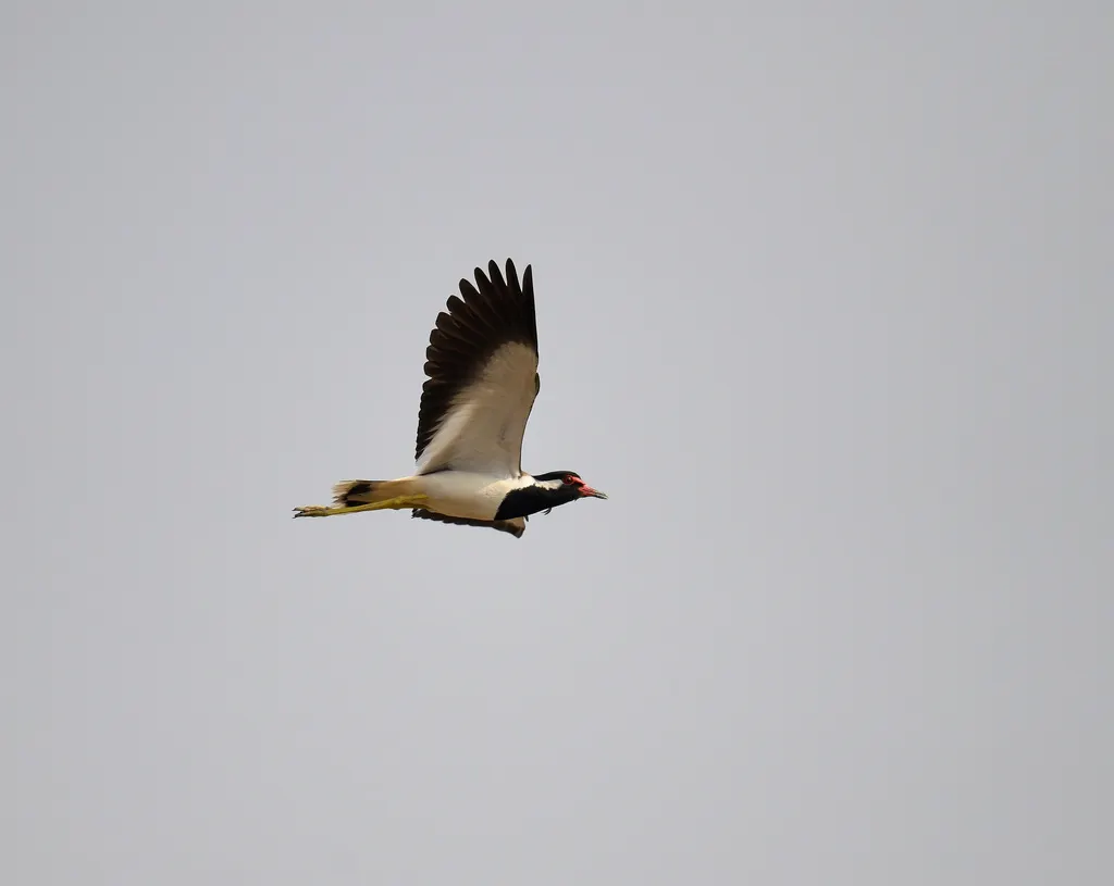 肉垂麦鸡(Vanellus indicus)