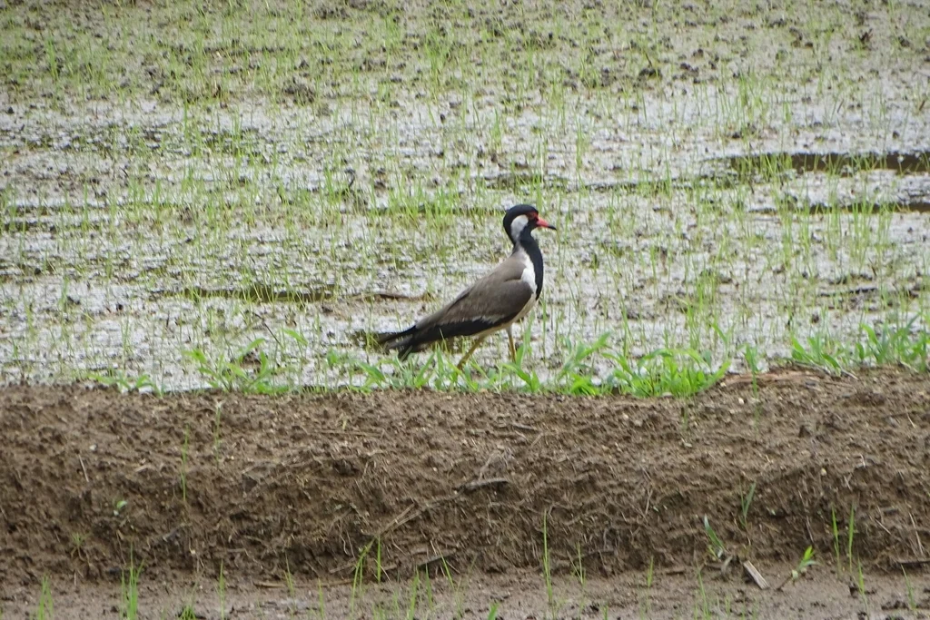 肉垂麦鸡(Vanellus indicus)