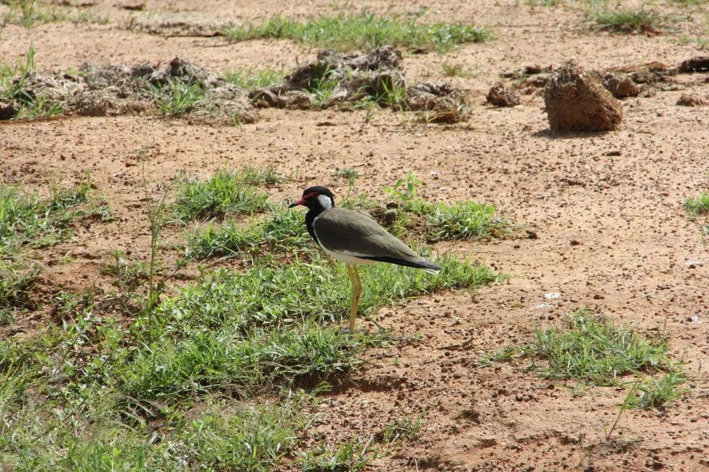 肉垂麦鸡(Vanellus indicus)