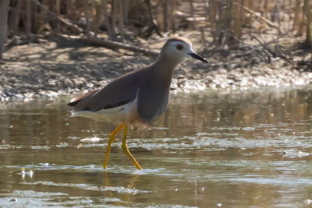 白尾麦鸡(Vanellus leucurus)