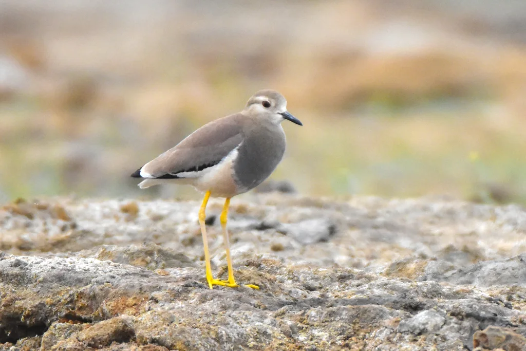 白尾麦鸡(Vanellus leucurus)