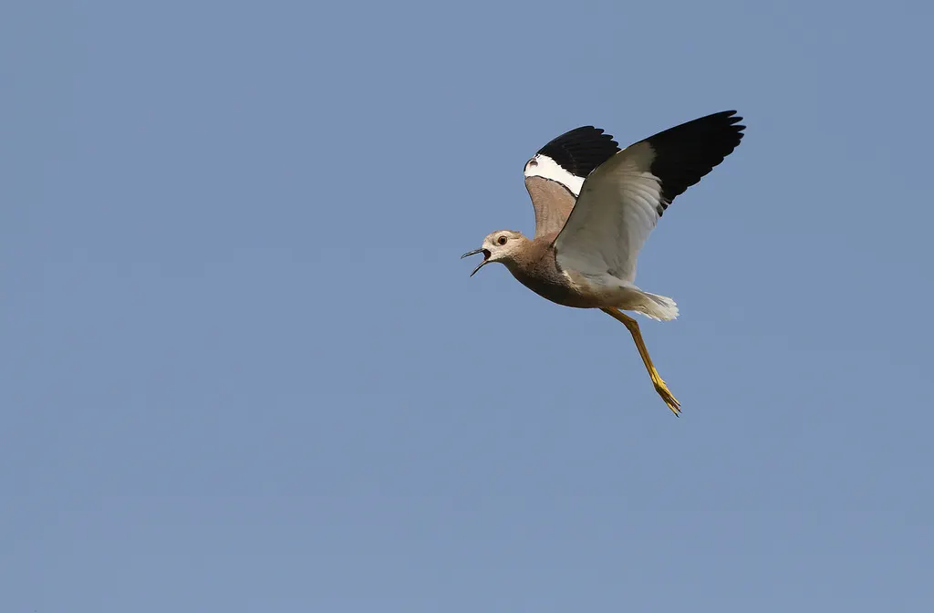白尾麦鸡(Vanellus leucurus)