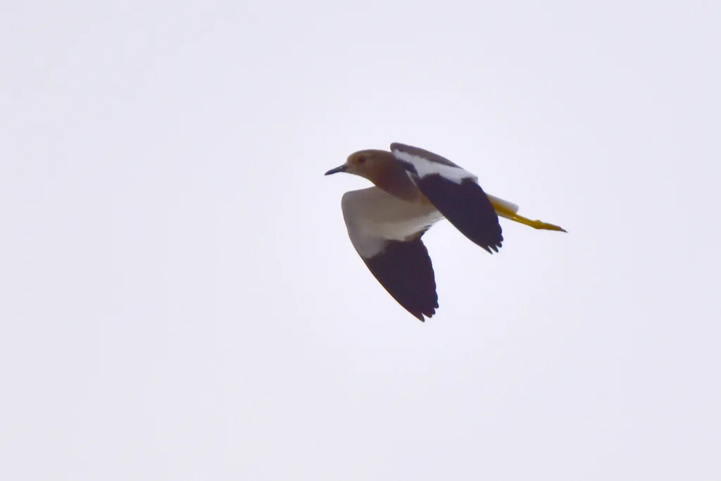 白尾麦鸡(Vanellus leucurus)