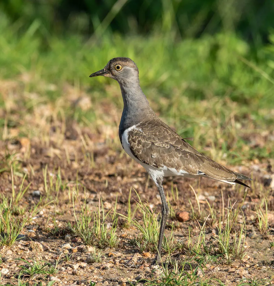 塞内加尔麦鸡(Vanellus lugubris)
