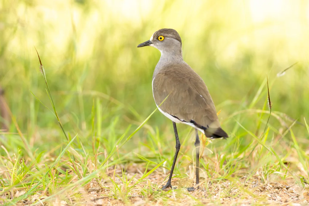 塞内加尔麦鸡(Vanellus lugubris)