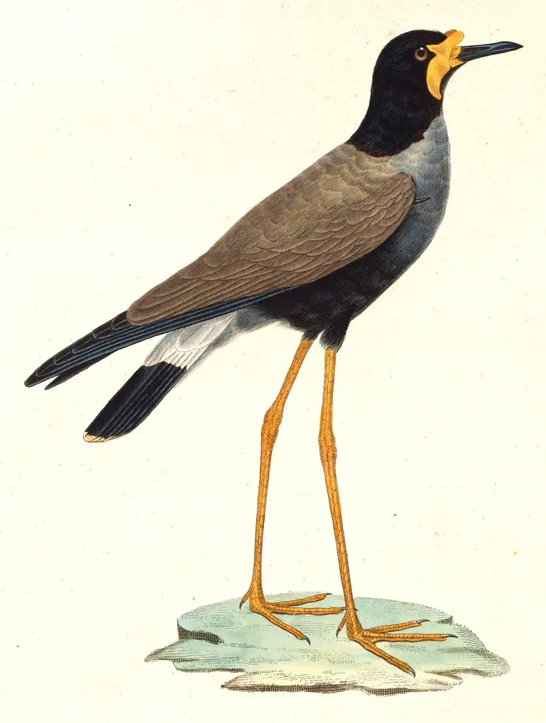爪哇麦鸡(Vanellus macropterus)