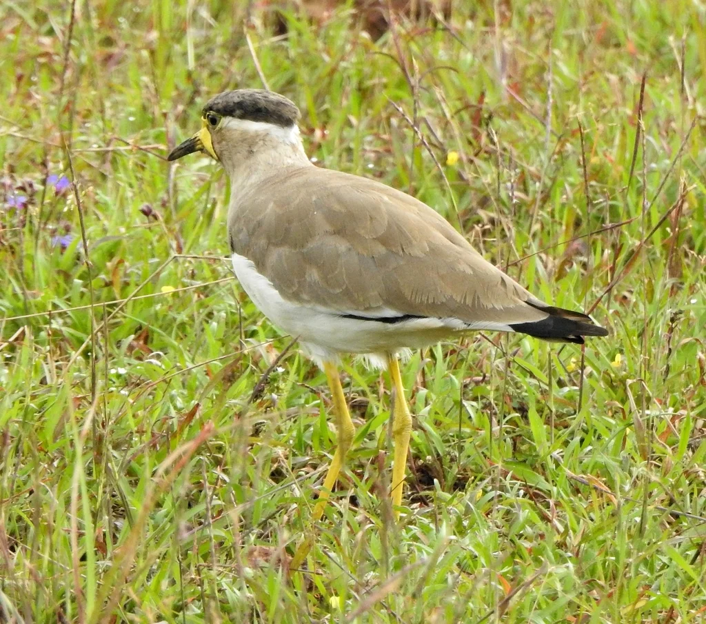 黄垂麦鸡(Vanellus malabaricus)