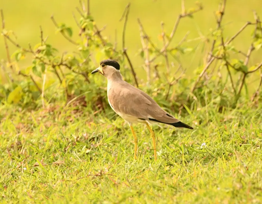 黄垂麦鸡(Vanellus malabaricus)
