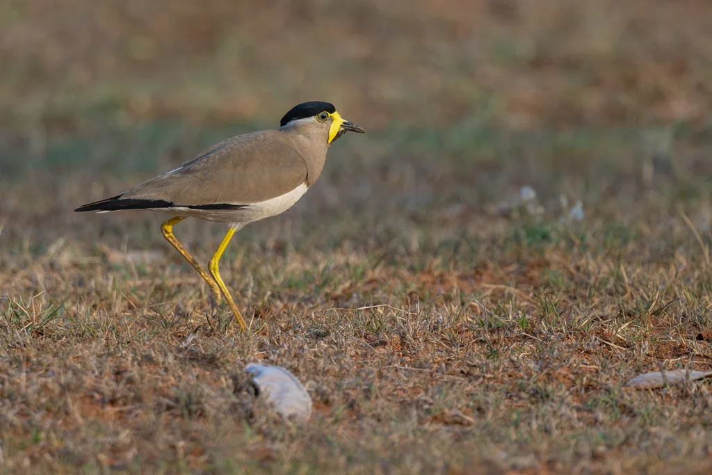 黄垂麦鸡(Vanellus malabaricus)