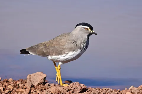斑胸麦鸡