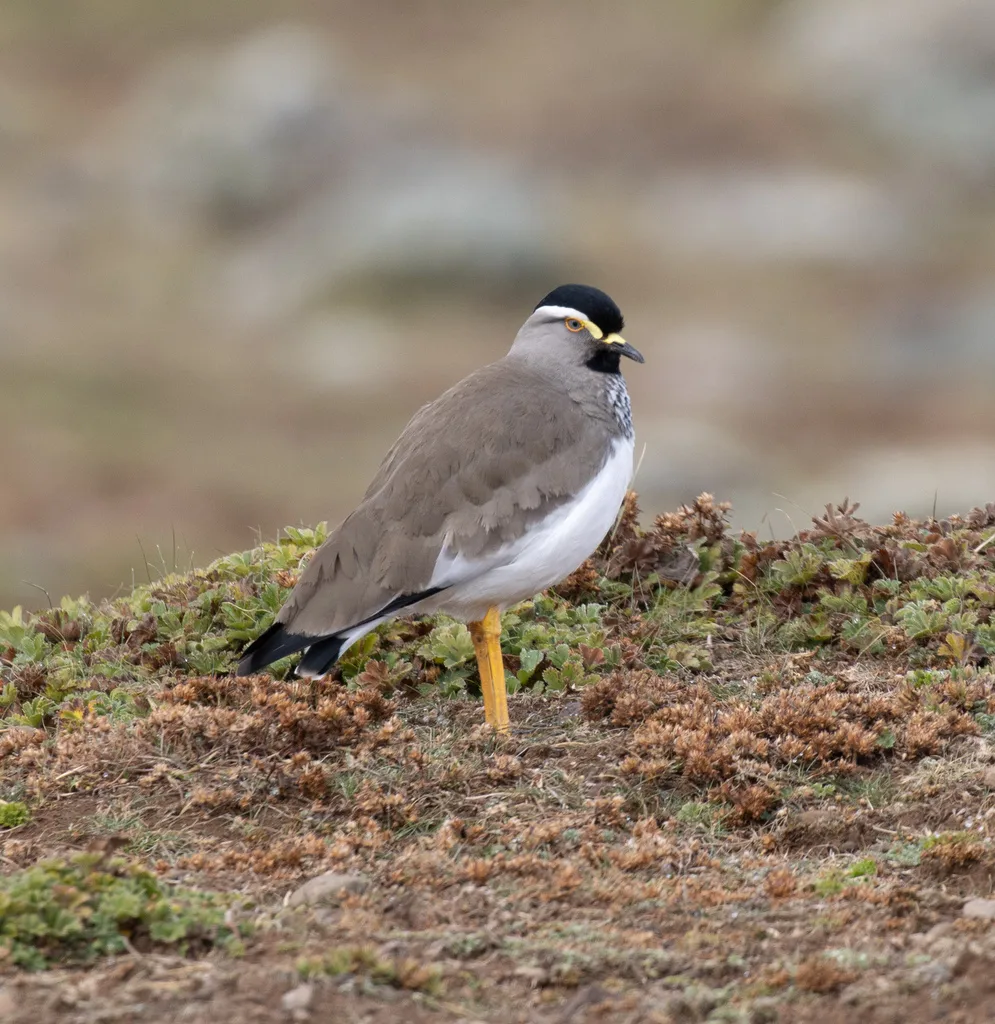斑胸麦鸡(Vanellus melanocephalus)