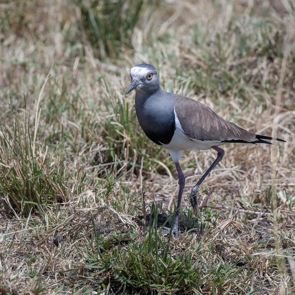 黑翅麦鸡(Vanellus melanopterus)