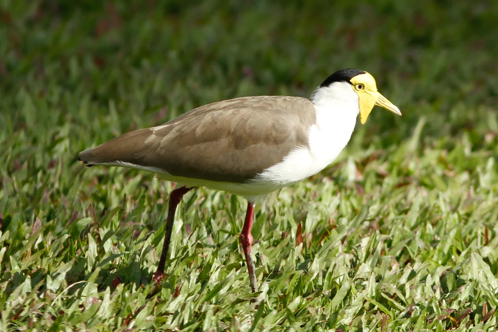 白颈麦鸡(Vanellus miles)