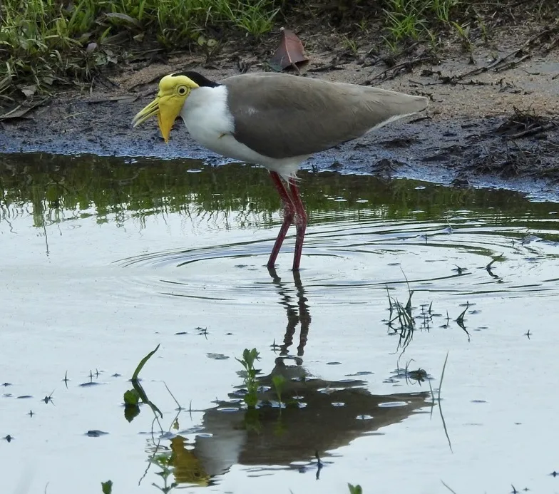 白颈麦鸡(Vanellus miles)