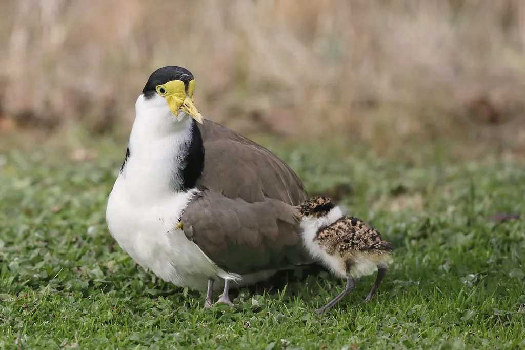 白颈麦鸡(Vanellus miles)