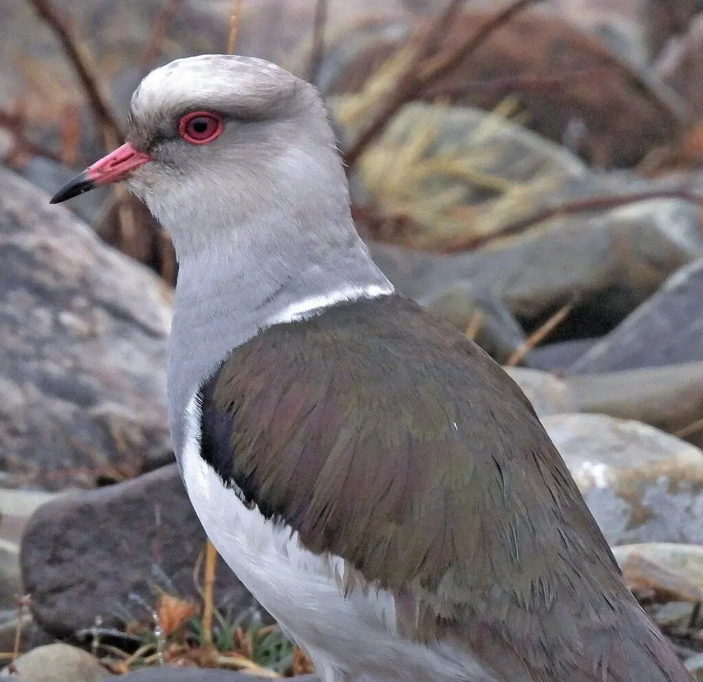 安第斯麦鸡(Vanellus resplendens)