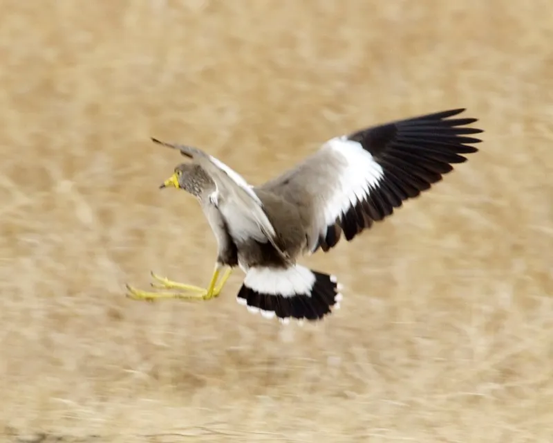 黑喉麦鸡(Vanellus senegallus)