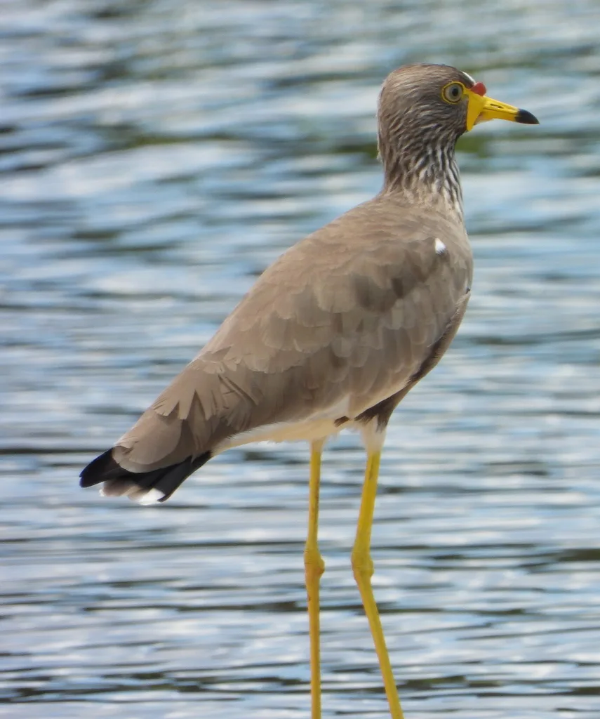 黑喉麦鸡(Vanellus senegallus)