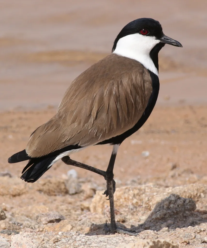 黑胸麦鸡(Vanellus spinosus)
