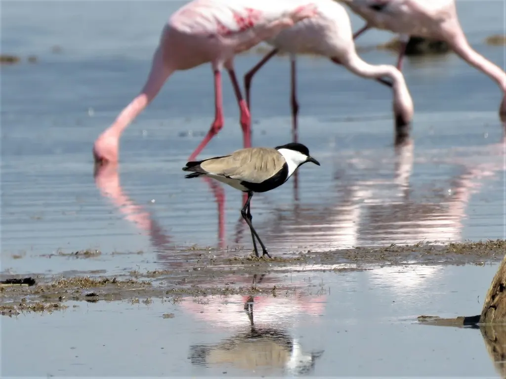 黑胸麦鸡(Vanellus spinosus)