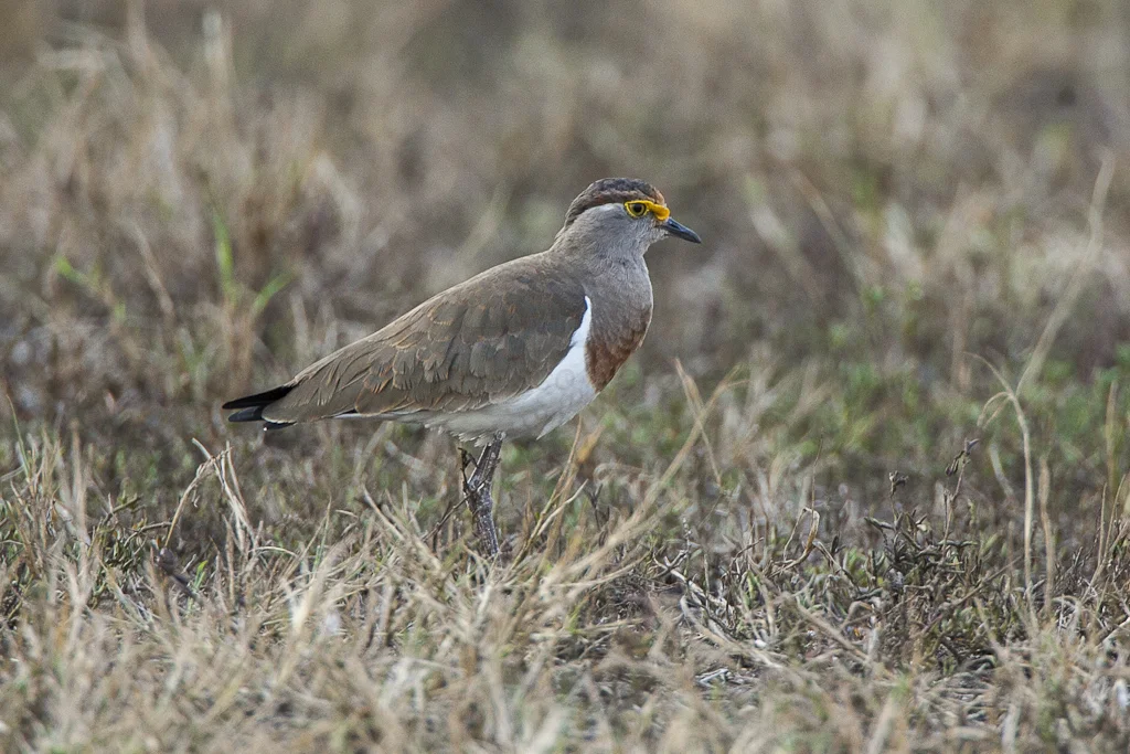 褐胸麦鸡(Vanellus superciliosus)